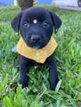 JUJU
