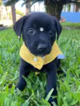 JUJU
