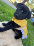 JUJU