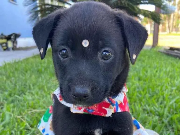 Cachorro ra a Sem raça definida  idade 2 a 6 meses nome CHACHA