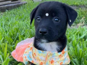 Cachorro raça Sem raça definida  idade  nome LUNA