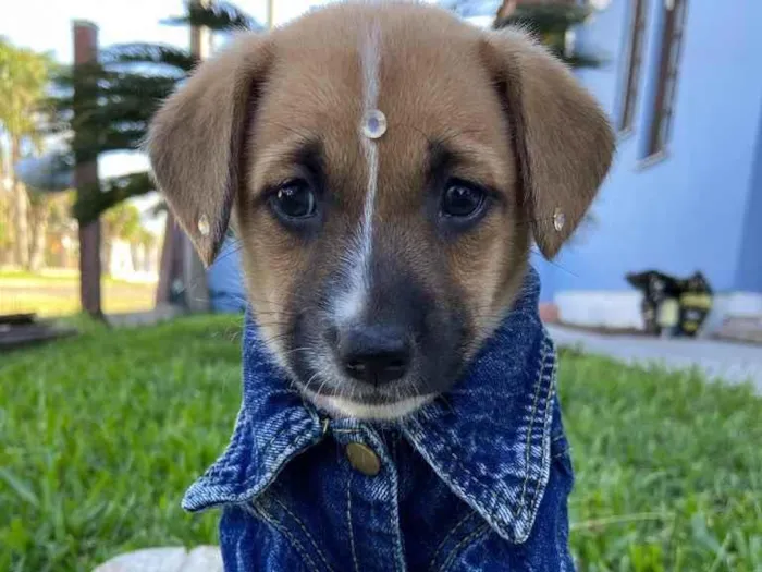 Cachorro ra a Sem raça definida idade 2 a 6 meses nome LICA