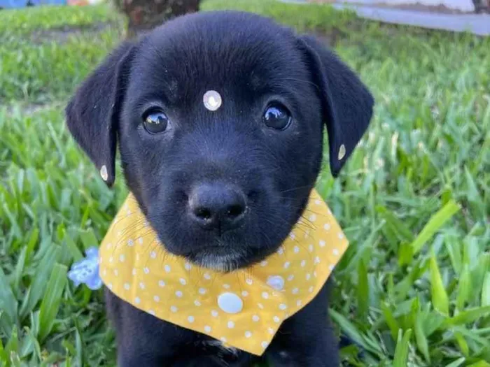 Cachorro ra a Sem raça definida  idade 2 a 6 meses nome JUJU