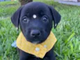 JUJU