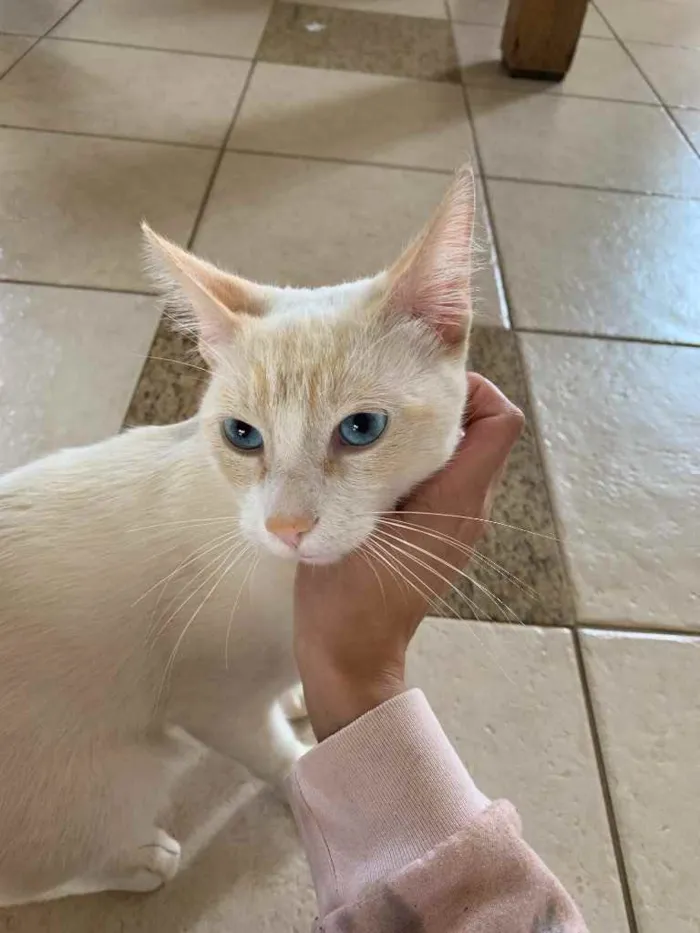 Gato ra a SRD idade 2 anos nome . 