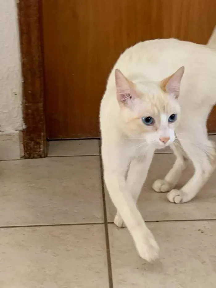 Gato ra a SRD idade 2 anos nome . 
