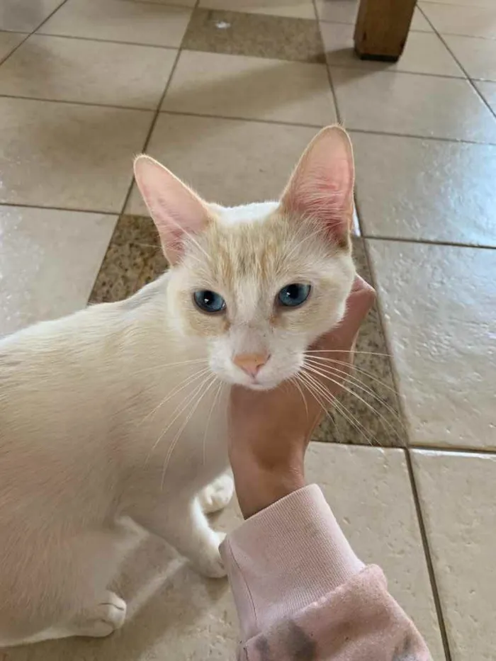 Gato ra a SRD idade 2 anos nome . 