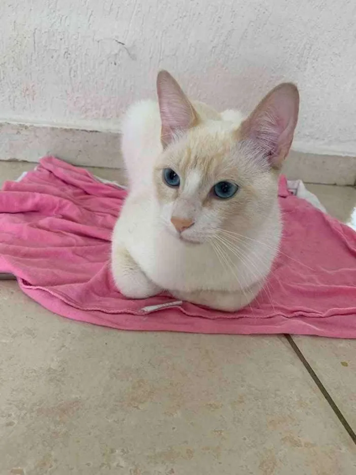 Gato ra a SRD idade 2 anos nome . 