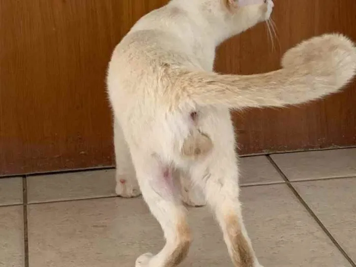 Gato ra a SRD idade 2 anos nome . 
