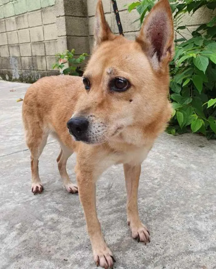 Cachorro raça Vira lata  idade 6 ou mais anos nome Salomé 