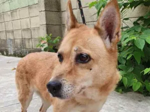 Cachorro raça Vira lata  idade 6 ou mais anos nome Salomé 