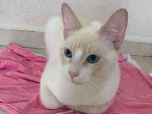 Gato raça SRD idade 2 anos nome . 