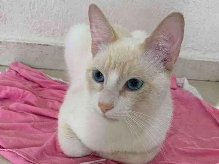Gato ra a SRD idade 2 anos nome . 