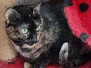 Gato raça Vira lata  idade 3 anos nome Zinha 