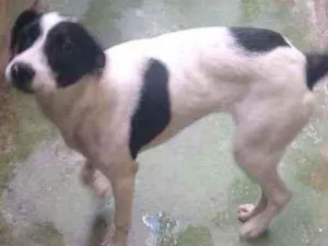Cachorro raça  idade 2 anos nome Pandora