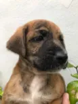 Cachorro raça Sem Raça Definida idade Abaixo de 2 meses nome Sem nome