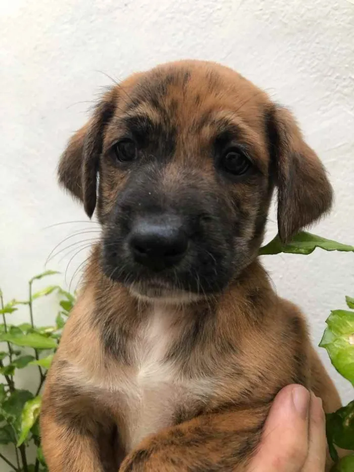 Cachorro raça Sem Raça Definida idade Abaixo de 2 meses nome Sem nome