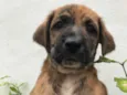 Cachorro raça Sem Raça Definida idade Abaixo de 2 meses nome Sem nome