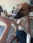 Biscoito