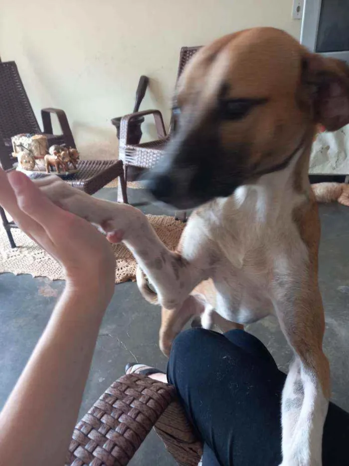 Cachorro raça Viralata idade 7 a 11 meses nome Biscoito
