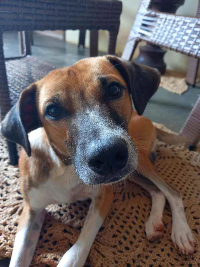 Cachorro raça Viralata idade 7 a 11 meses nome Biscoito