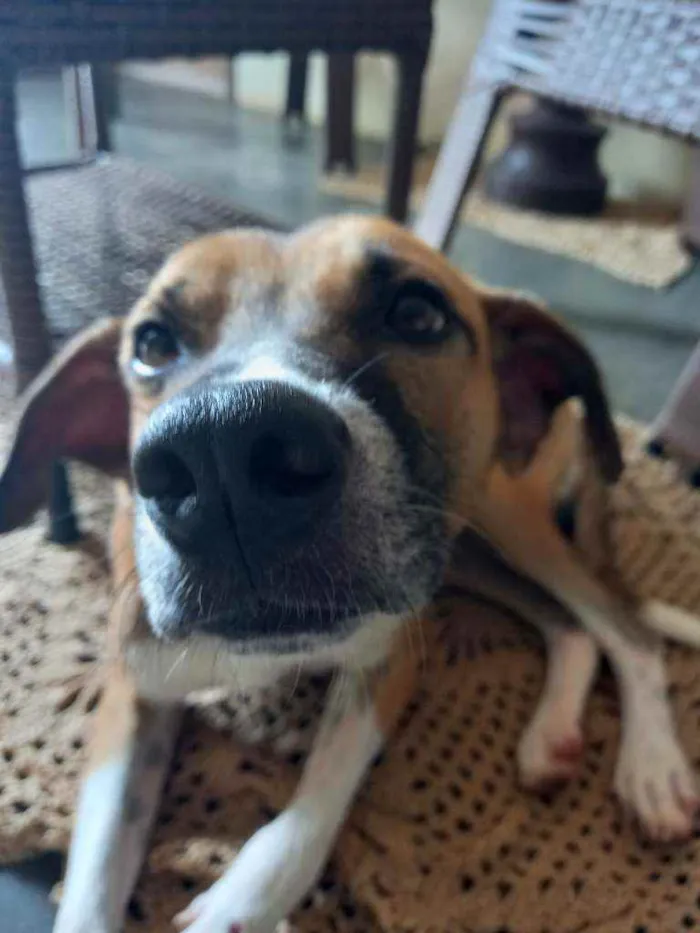 Cachorro raça Viralata idade 7 a 11 meses nome Biscoito