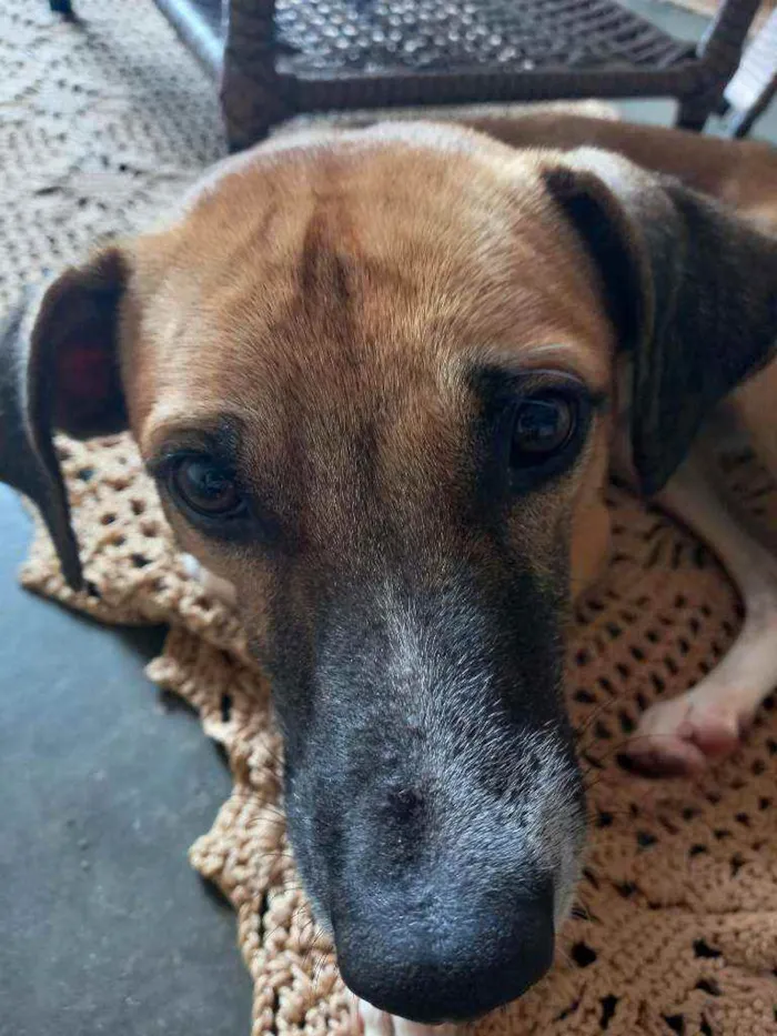Cachorro raça Viralata idade 7 a 11 meses nome Biscoito