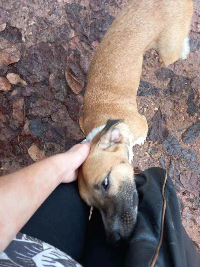 Cachorro raça Viralata idade 7 a 11 meses nome Biscoito