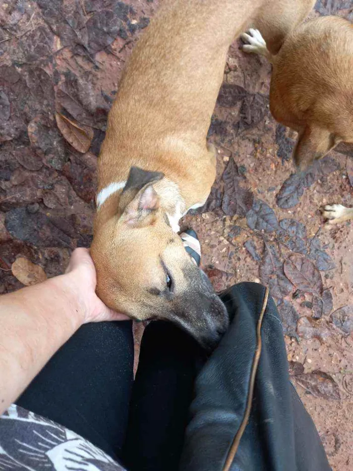 Cachorro raça Viralata idade 7 a 11 meses nome Biscoito