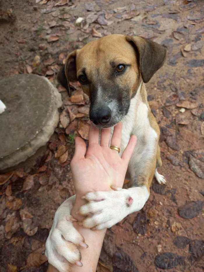Cachorro raça Viralata idade 7 a 11 meses nome Biscoito