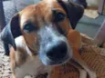 Biscoito