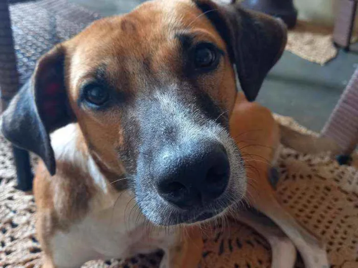 Cachorro raça Viralata idade 7 a 11 meses nome Biscoito