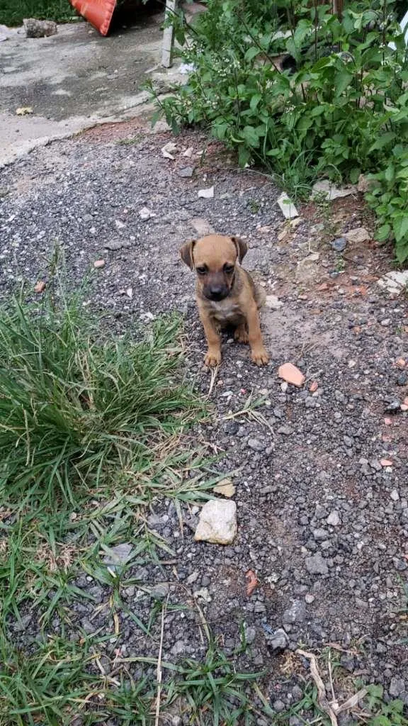 Cachorro ra a SRD-ViraLata idade Abaixo de 2 meses nome sem nome