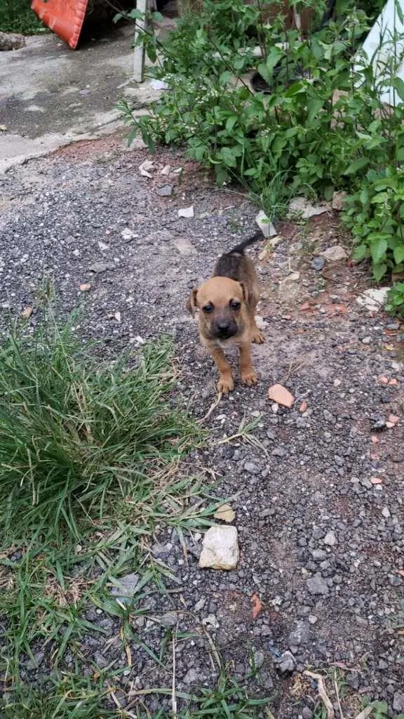 Cachorro ra a SRD-ViraLata idade Abaixo de 2 meses nome sem nome