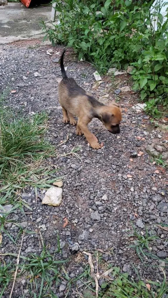 Cachorro ra a SRD-ViraLata idade Abaixo de 2 meses nome sem nome