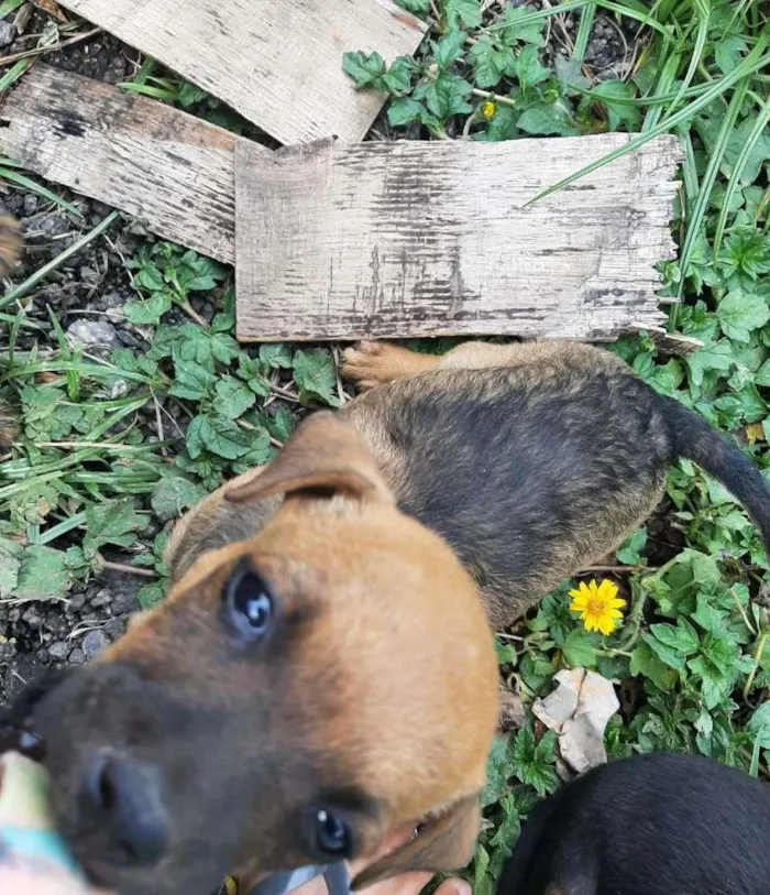 Cachorro ra a SRD-ViraLata idade Abaixo de 2 meses nome sem nome