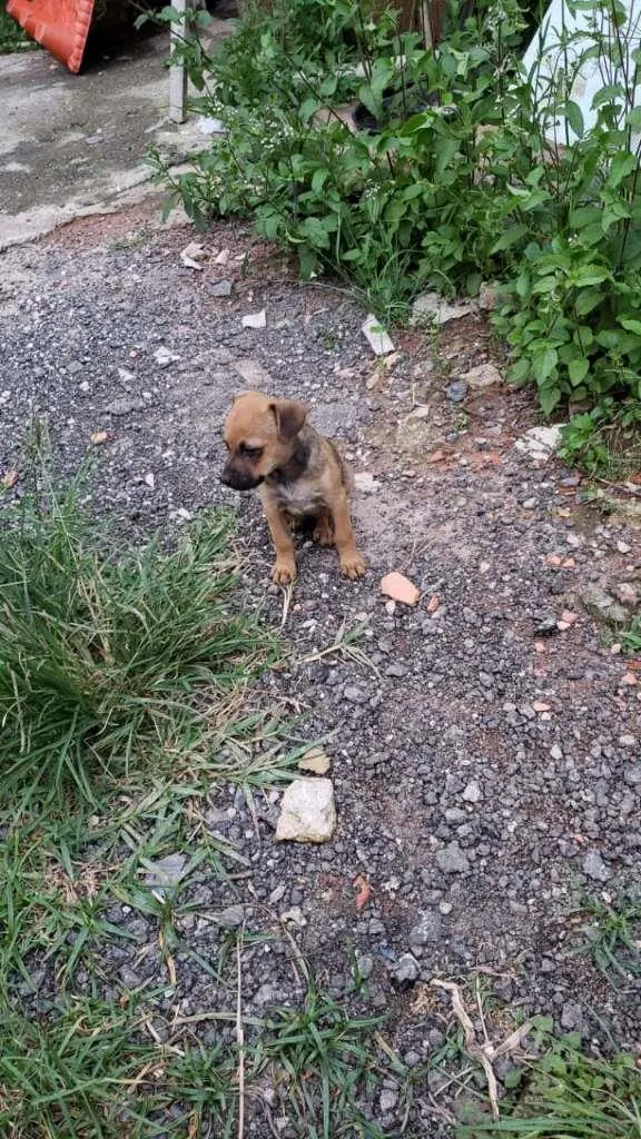 Cachorro ra a SRD-ViraLata idade Abaixo de 2 meses nome sem nome