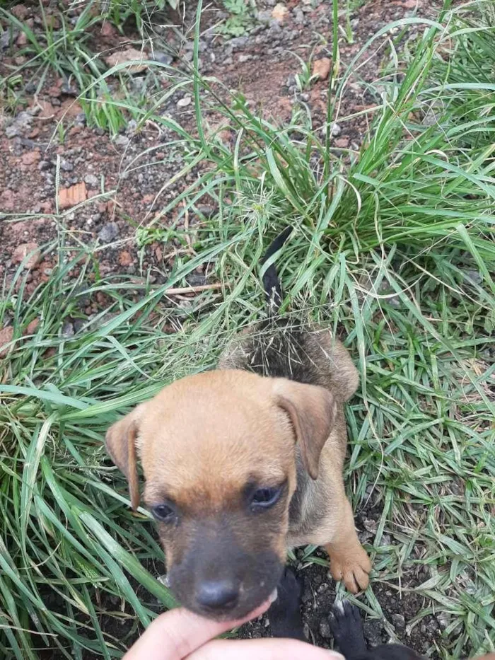 Cachorro ra a SRD-ViraLata idade Abaixo de 2 meses nome sem nome