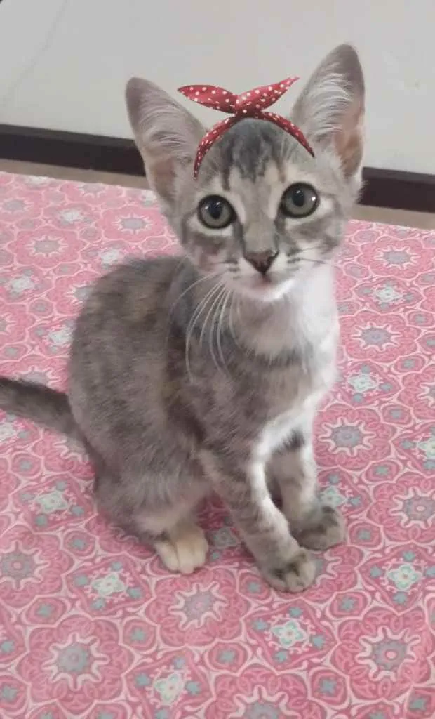 Gato ra a Sem raça definida idade  nome DAKOTA