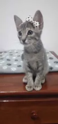 LOLITA