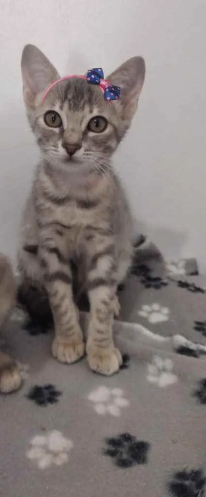 Gato ra a Sem raça definida idade 2 a 6 meses nome ALICE