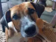 Biscoito