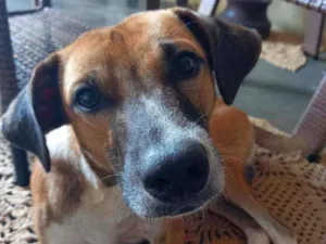 Cachorro raça Viralata idade 7 a 11 meses nome Biscoito