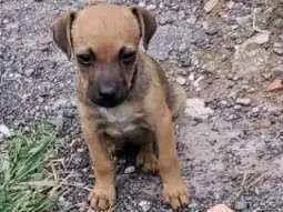 Cachorro ra a SRD-ViraLata idade Abaixo de 2 meses nome sem nome
