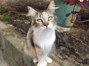 Gato raça Srd idade 2 a 6 meses nome Shira