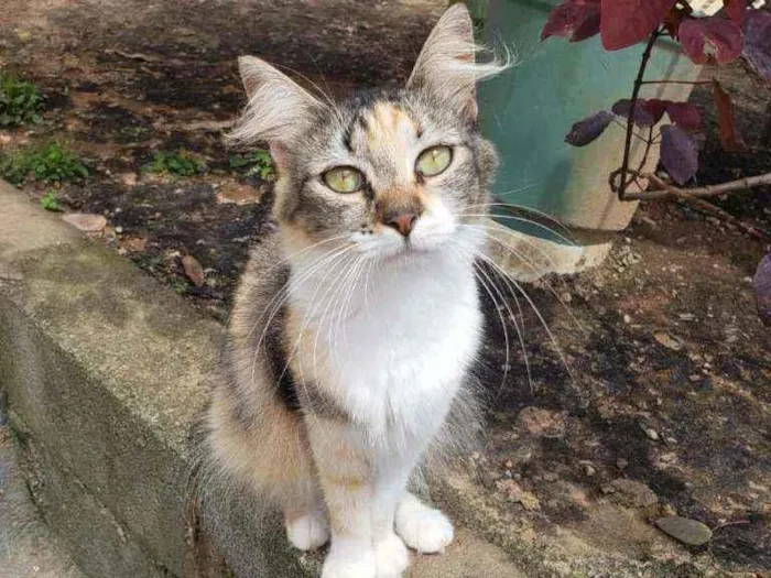 Gato raça Srd idade 2 a 6 meses nome Shira