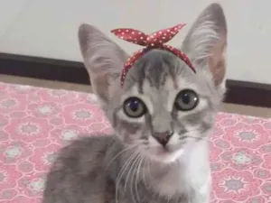 Gato raça Sem raça definida idade  nome DAKOTA