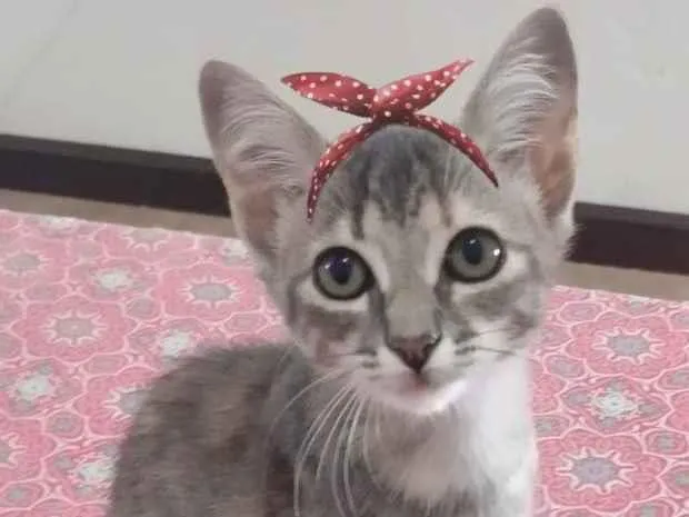 Gato ra a Sem raça definida idade  nome DAKOTA
