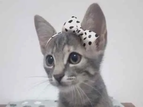 Gato ra a Sem raça definida  idade 2 a 6 meses nome LOLITA