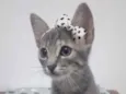 LOLITA